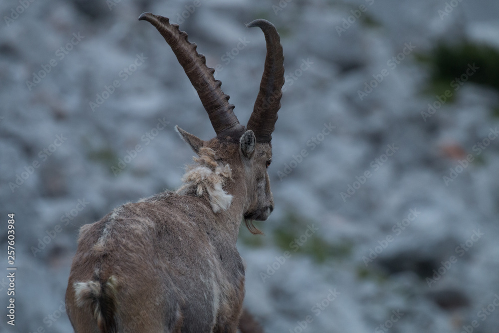 Capricorn, (Capra ibex) | Steinbock