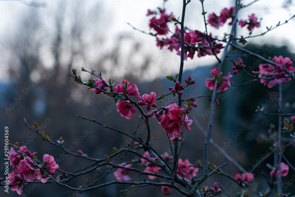 Pink farbene Blüten der Scheinquitte an Ast mit Dornen im Vordergrund in Abendstimmung mit verschwommenem grauen Hintergrund. Pink farbene Blüten der Scheinquitte an Ast mit Dornen im Vordergrund in Abendstimmung mit verschwommenem grauen Hintergrund.
