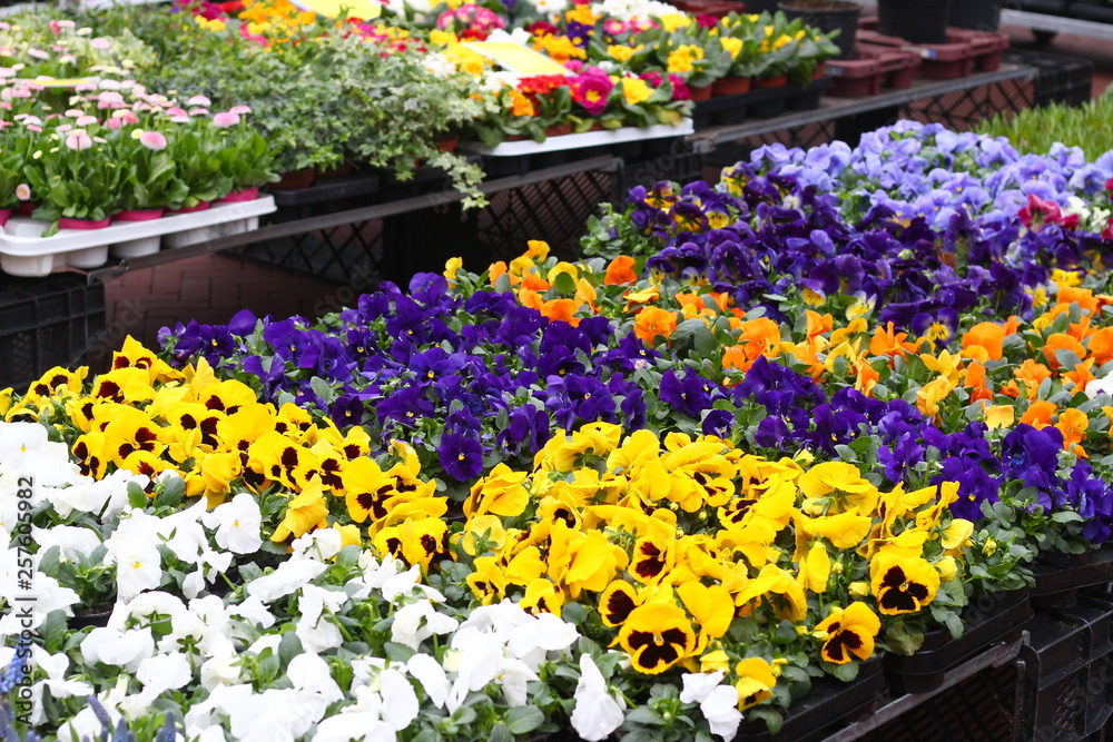 Viola plants for sale at a market place, the violas are placed in trays