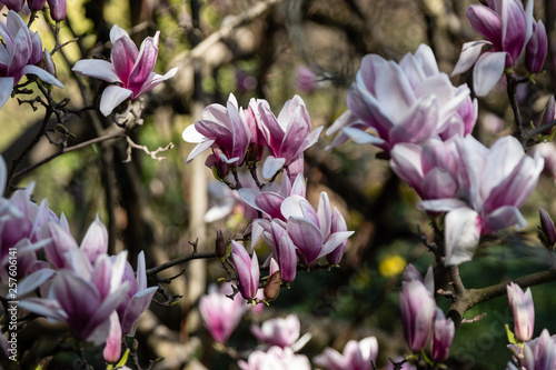 Fleurs de magnolia 
