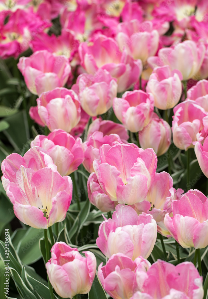 colorful botanical tulips flowers blooming in a garden
