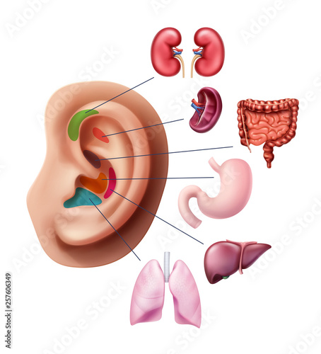 Vector illustration of acupuncture points on ear, reflex zones with internal human organs isolated on background