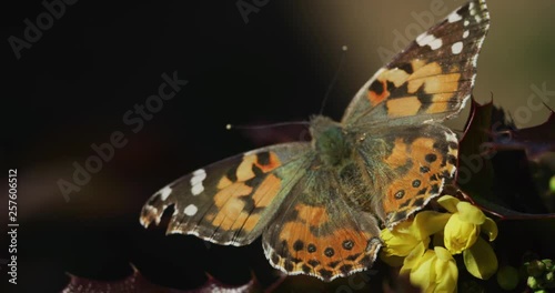 Painted Lady Butterfly rear top view details fuzzy hairy body feeding on flower nectar using proboscis