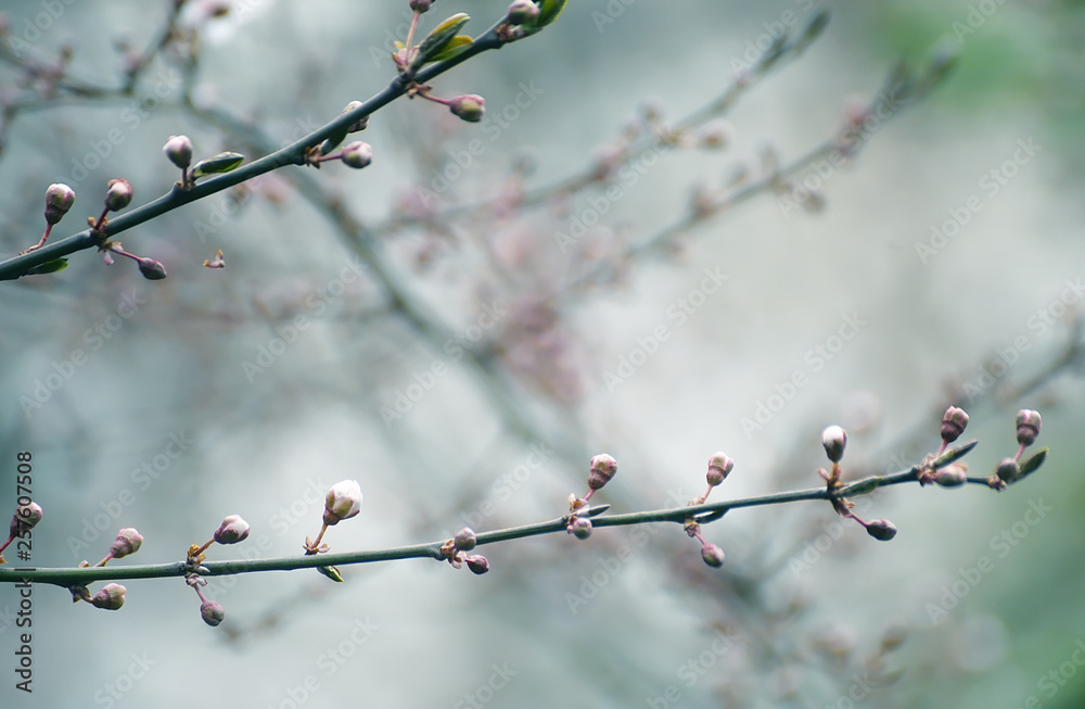Pop-up buds of apricot tree flowers. Spring flowering of apricot tree. Pop-up buds of apricot tree flowers. Spring flowering of apricot tree.