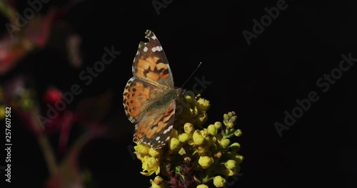 Painted Lady Butterfly medium side view feeding on flower nectar