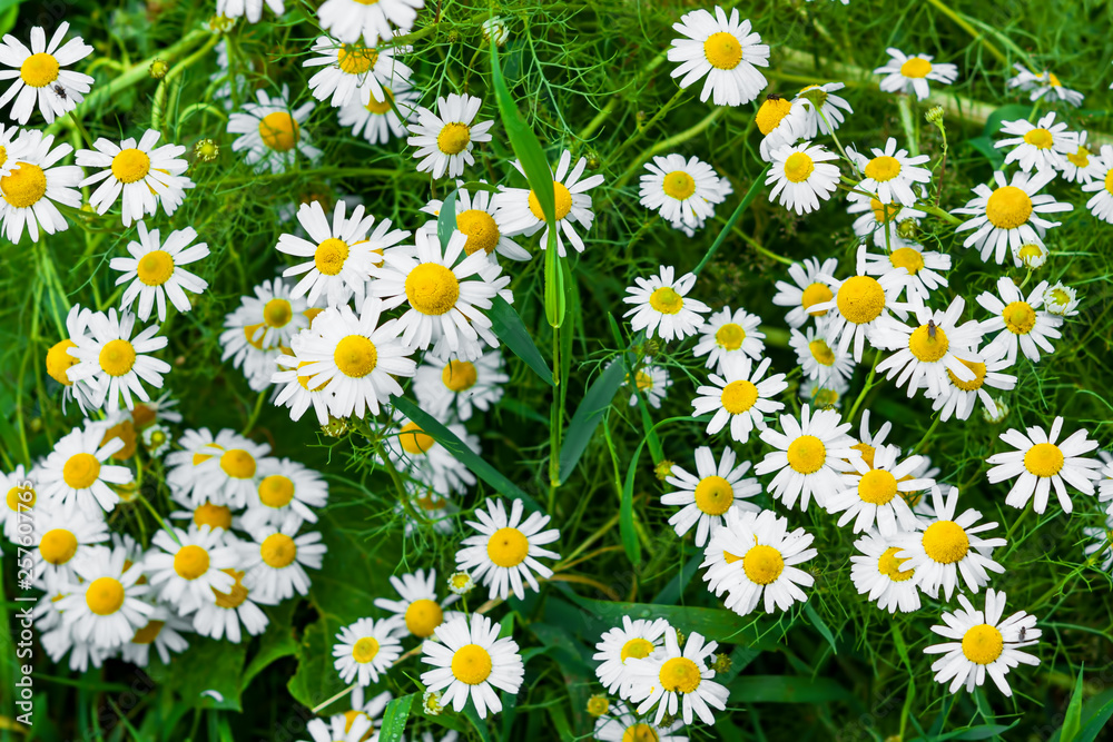 White chamomile flowers on a background of green grass, summer nature background White chamomile flowers on a background of green grass, summer nature background