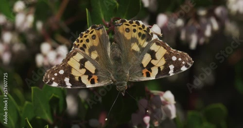 Painted Lady Butterfly top Dorsal view resting on flower