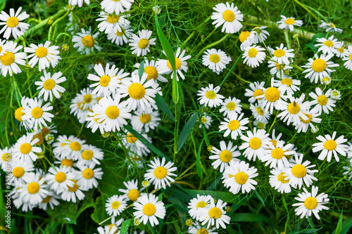 White chamomile flowers on a background of green grass  summer nature background