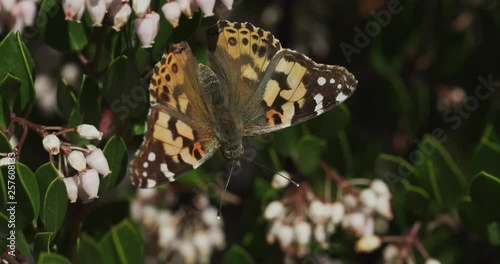 Painted Lady Butterfly top Dorsal view feeding on flower nectar