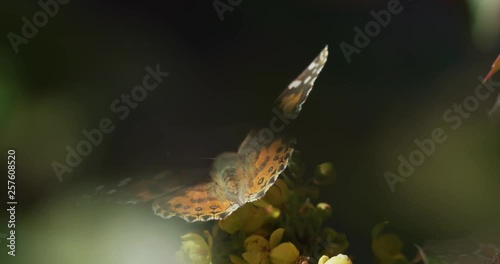 Painted Lady Butterfly back view through leaves feeding on flower nectar