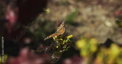 Painted Lady butterfly feeds on flower nectar medium front