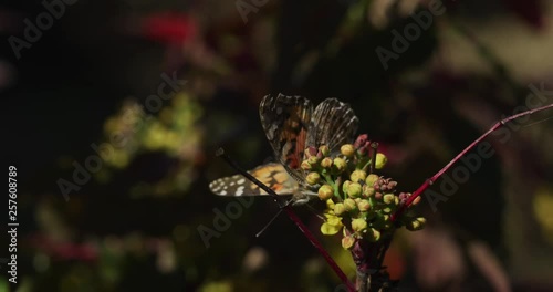 Painted Lady butterfly feeds on flower nectar medium rear