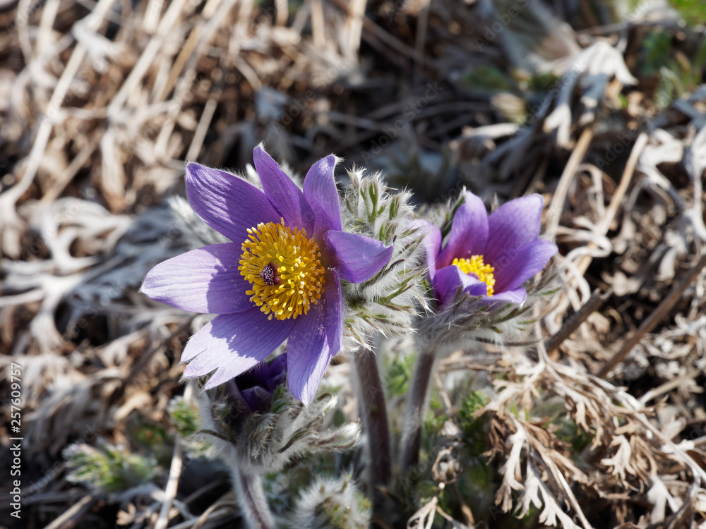 Anemone pulsatilla - Gros plan les fleurs aux pétales violettes et feuilles argentées d'une anémone pulsatille Anemone pulsatilla - Gros plan les fleurs aux pétales violettes et feuilles argentées d'une anémone pulsatille