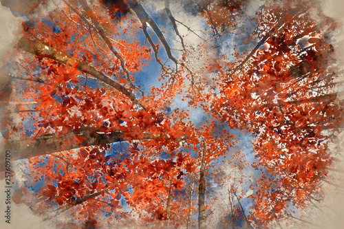Watercolour painting of Stunning Autumn Fall landscape image looking up through beech tree canopy