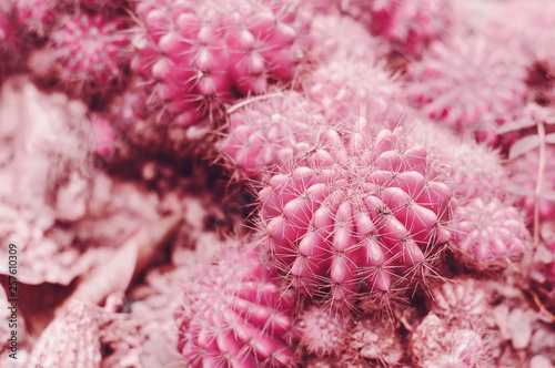Background with ball shaped cactus of pink color  toned image