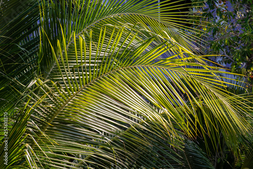 Green palm leaves in the sunshine