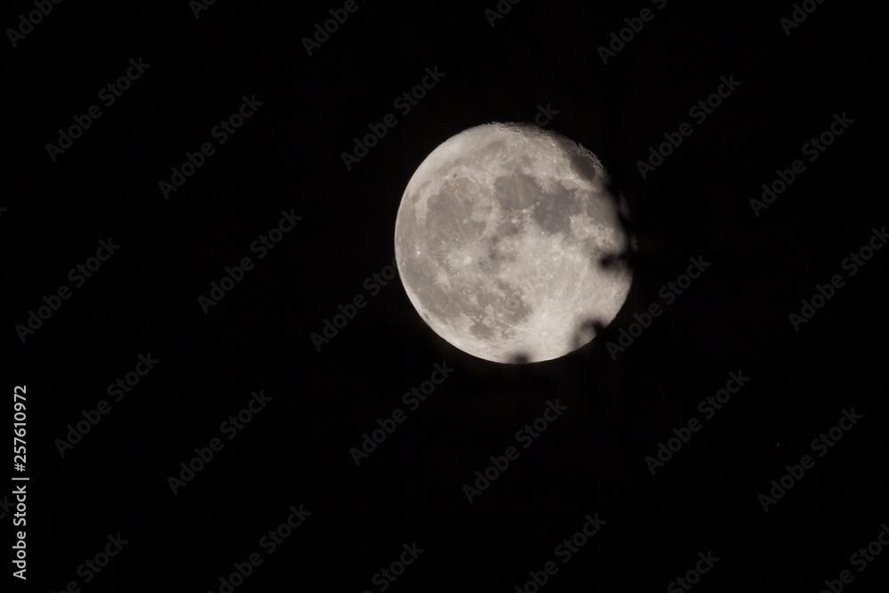 Fototapeta premium Vollmond hinter Blättern