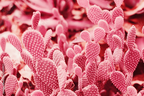 Cactus of pink color, toned image. Colorful background