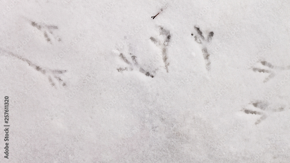 bird tracks in the snowbird tracks in the snow in spring bird tracks in the snowbird tracks in the snow in spring