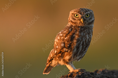Tableau sur toile Little owl
