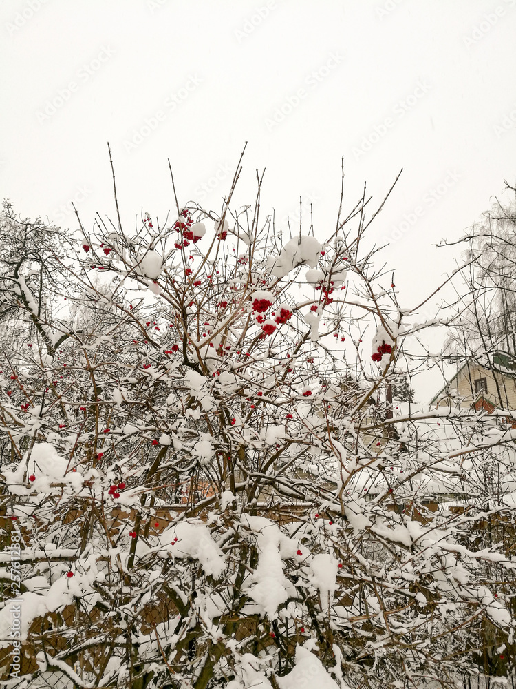 Tree with single red berries covered with snow