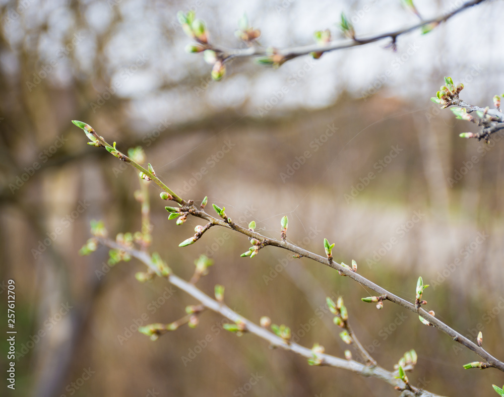 Plum tree twigs with first buds