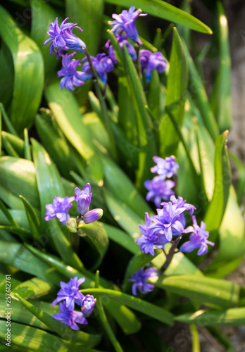 Close up of blue Hyacinth flower