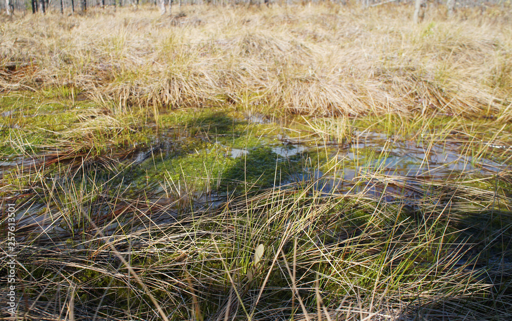 Swamp and bog. Water in the wild in the forest. Marsh vegetation.