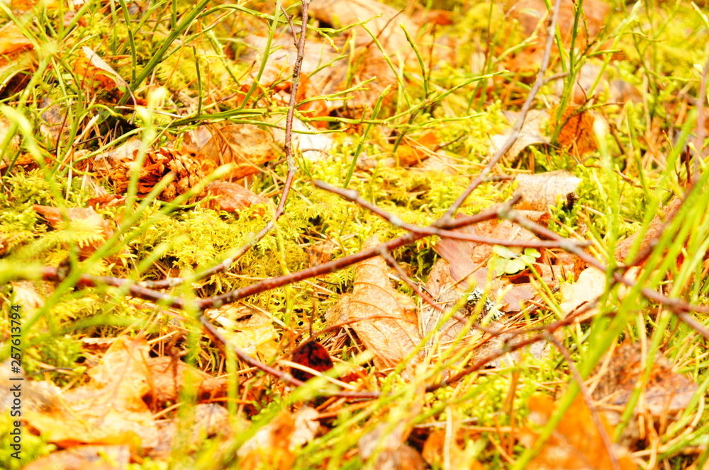 Autumn forest. Yellow leaves, dry grass, beautiful trees. Autumn forest. Yellow leaves, dry grass, beautiful trees.