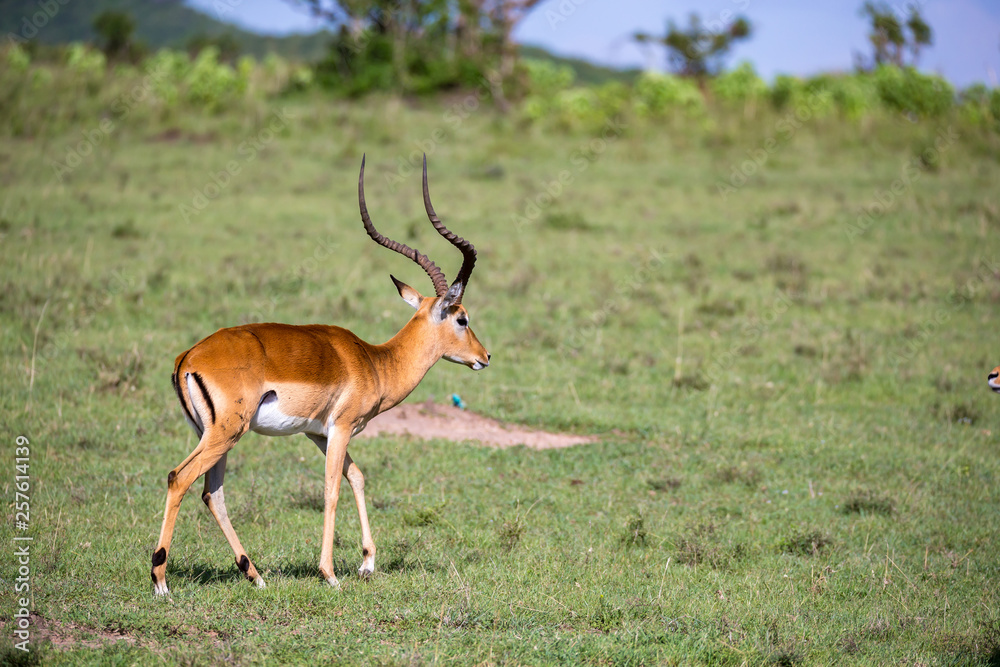 Some antelopes in the grass landscape of Kenya Some antelopes in the grass landscape of Kenya