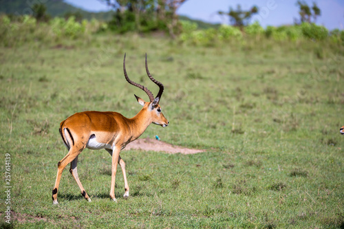 Some antelopes in the grass landscape of Kenya