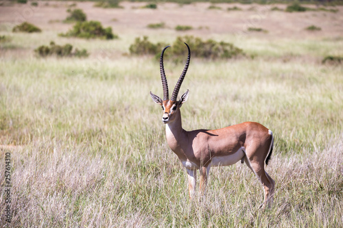 Some antelopes in the grass landscape of Kenya
