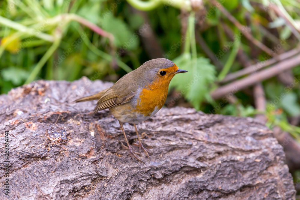 Robin redbreast (Erithacus rubecula) sitting on a branch in the spring forest Robin redbreast (Erithacus rubecula) sitting on a branch in the spring forest