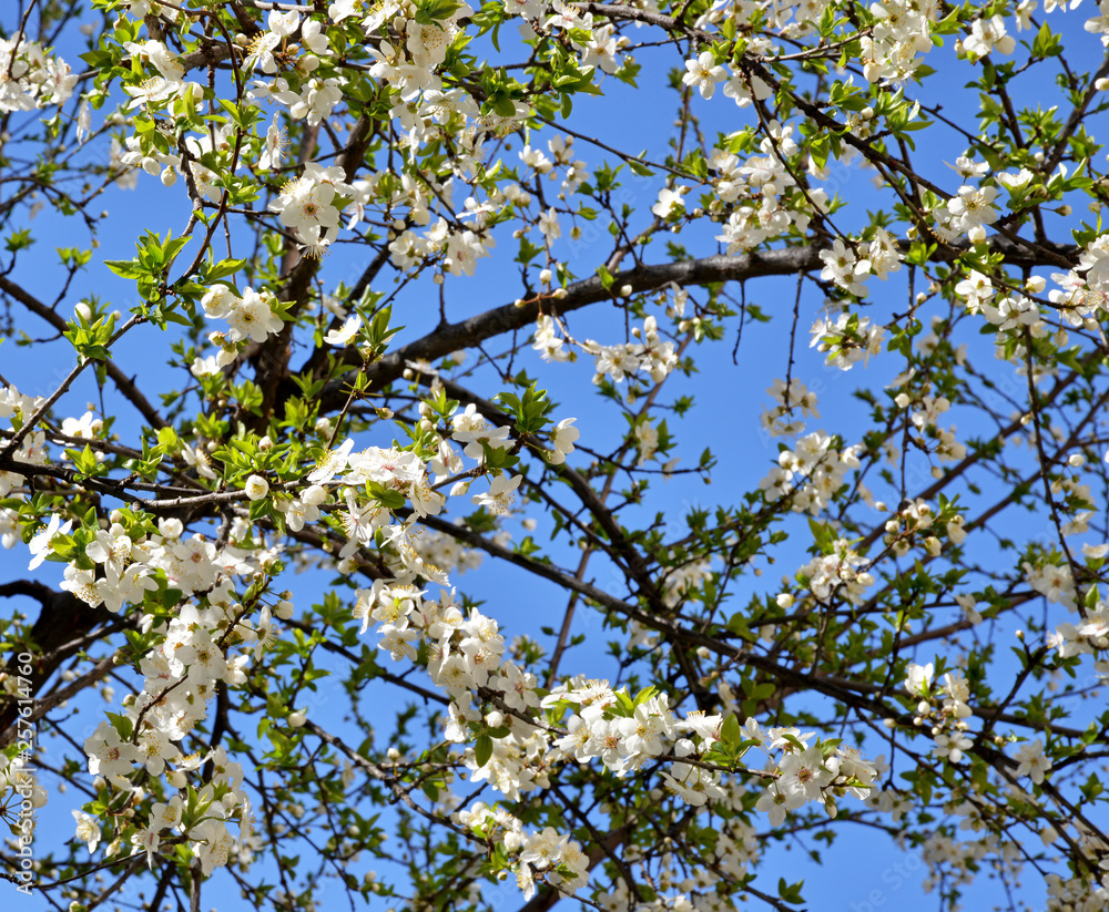 branch of a tree in spring branch of a tree in spring