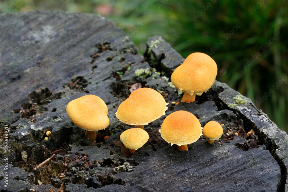 Pholiota mushroom growing on birch stump, Pholiota tuberculosa Pholiota mushroom growing on birch stump, Pholiota tuberculosa