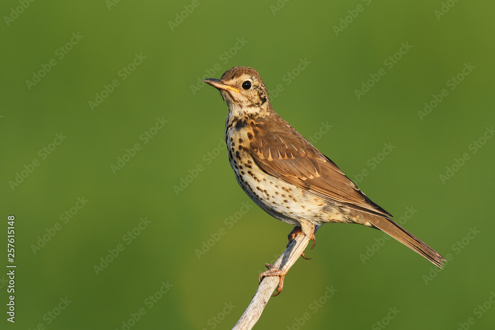 Song thrush