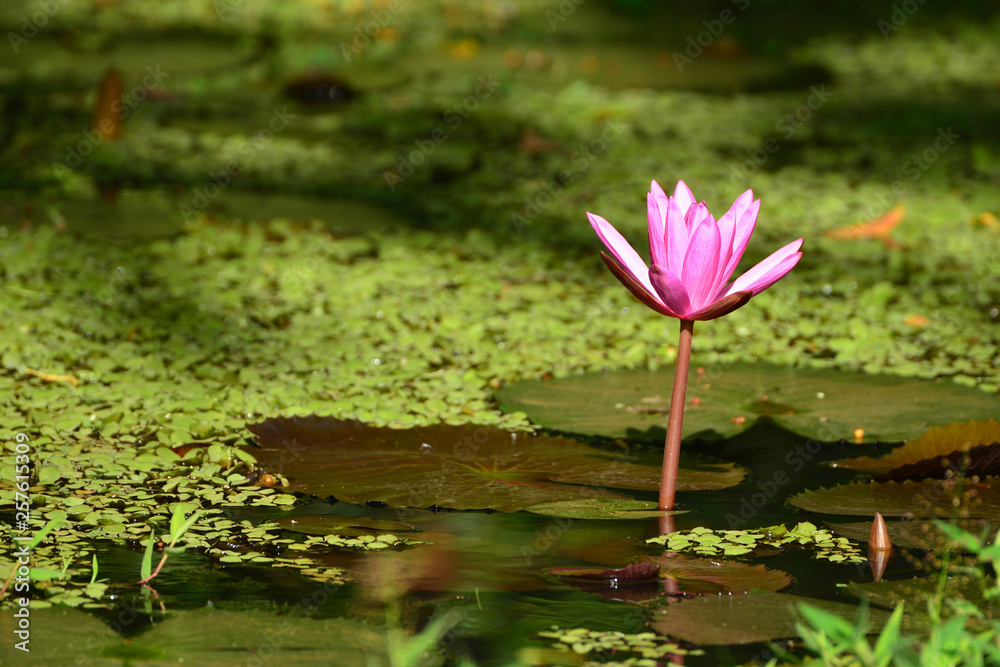 Nymphaea pubescens. Pink Water Lily in a pond in Sri Lanka Nymphaea pubescens. Pink Water Lily in a pond in Sri Lanka