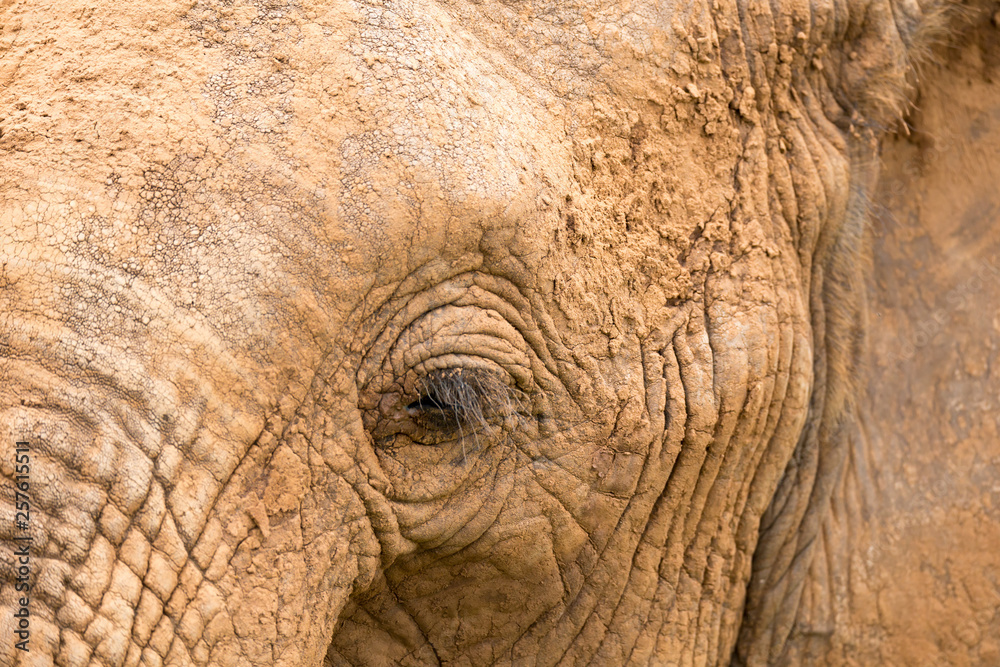 Close-up of the face of a big elephant Close-up of the face of a big elephant