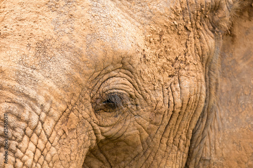 Close-up of the face of a big elephant