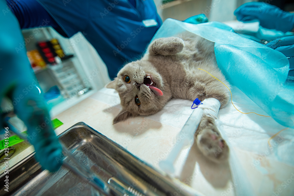 The process of castration of a cat, an animal on an operating table, a