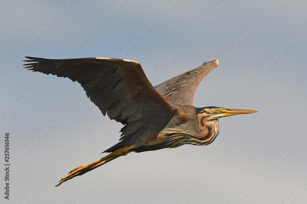 Obraz premium Purple heron flying