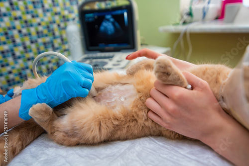 The doctor does an ultrasound examination of the cat's abdomen, an animal on the operating table, a doctor and a patient, a veterinary clinic