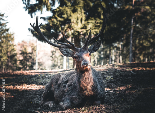 Wild Stag in the Forest in Spring
