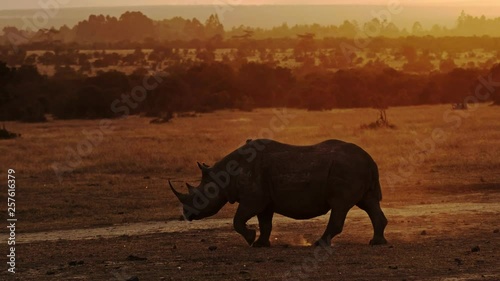 Rhino in Masai Mara park on a sunset