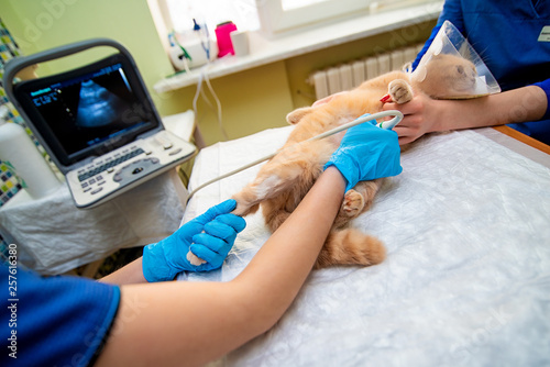 The doctor does an ultrasound examination of the cat's abdomen, an animal on the operating table, a doctor and a patient, a veterinary clinic