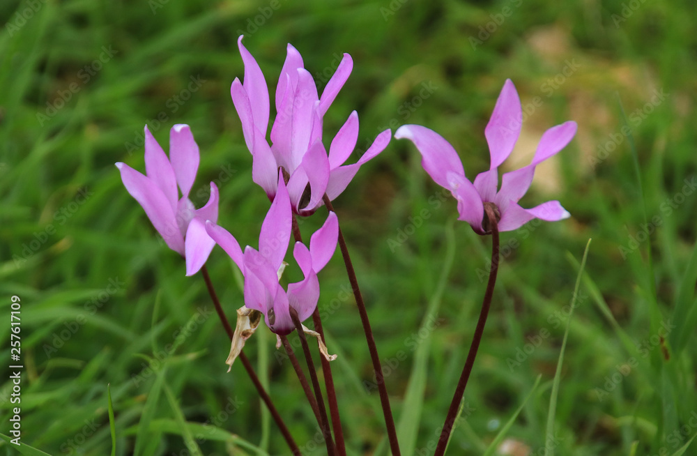 Cyclamen persicum (Persian Violets) on Aphrodite and Adonis Nature Trail, Akamas Peninsula, Cyprus Cyclamen persicum (Persian Violets) on Aphrodite and Adonis Nature Trail, Akamas Peninsula, Cyprus