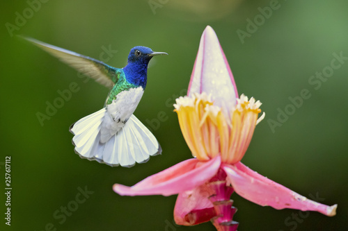 White-necked jacobin (Florisuga mellivora) is a large and attractive hummingbird that ranges from Mexico, south to Peru, Bolivia and south Brazil.