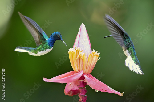 White-necked jacobin (Florisuga mellivora) is a large and attractive hummingbird that ranges from Mexico, south to Peru, Bolivia and south Brazil.