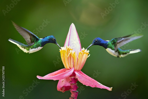 Obraz na plátně White-necked jacobin (Florisuga mellivora) is a large and attractive hummingbird that ranges from Mexico, south to Peru, Bolivia and south Brazil