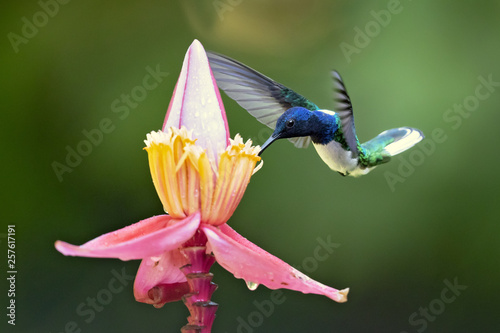 White-necked jacobin (Florisuga mellivora) is a large and attractive hummingbird that ranges from Mexico, south to Peru, Bolivia and south Brazil.